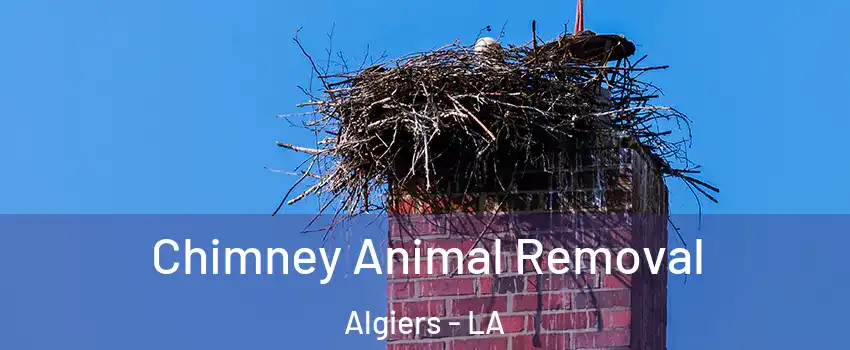 Chimney Animal Removal Algiers - LA