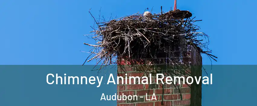 Chimney Animal Removal Audubon - LA