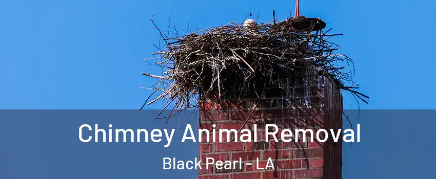 Chimney Animal Removal Black Pearl - LA