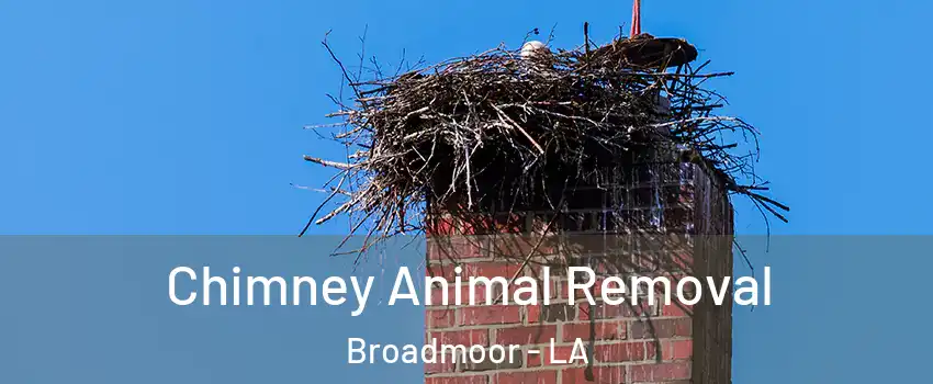 Chimney Animal Removal Broadmoor - LA