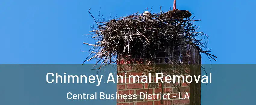 Chimney Animal Removal Central Business District - LA