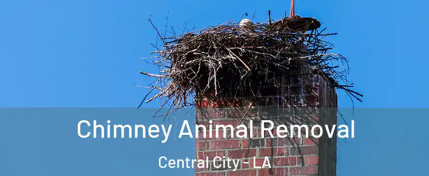 Chimney Animal Removal Central City - LA