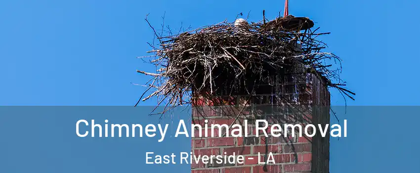 Chimney Animal Removal East Riverside - LA