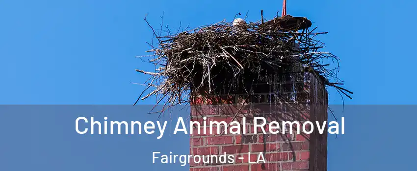 Chimney Animal Removal Fairgrounds - LA