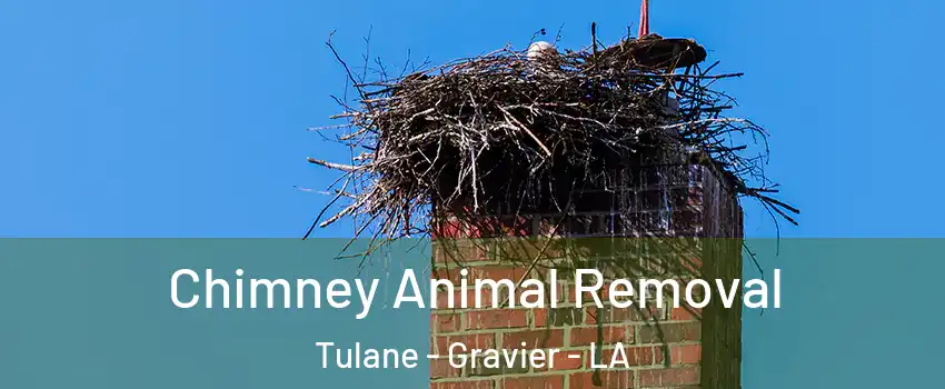 Chimney Animal Removal Tulane - Gravier - LA