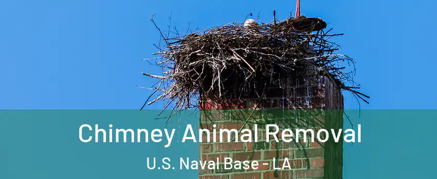 Chimney Animal Removal U.S. Naval Base - LA