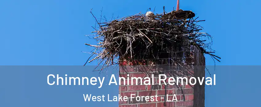 Chimney Animal Removal West Lake Forest - LA