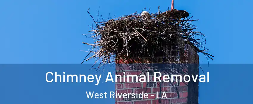 Chimney Animal Removal West Riverside - LA