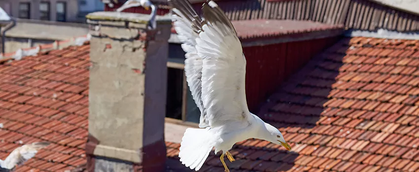 Residential Chimney Animal Removal Solution in Uptown, LA